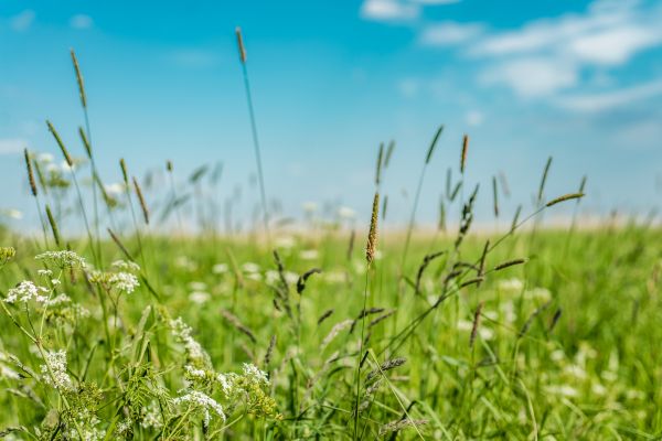 High Grass Trimming in Slidell